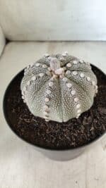 ASTROPHYTUM ASTERIAS STAR SHAPE Nº 128 – vaso 17 - Imagem 6