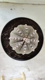 ASTROPHYTUM ASTERIAS STAR SHAPE Nº 128 – vaso 17 - Imagem 3