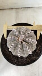 ASTROPHYTUM ASTERIAS STAR SHAPE Nº 128 – vaso 17 - Imagem 5