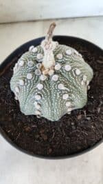 ASTROPHYTUM ASTERIAS STAR SHAPE Nº 129 – vaso 17 - Imagem 6