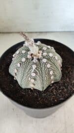 ASTROPHYTUM ASTERIAS STAR SHAPE Nº 129 – vaso 17 - Imagem 7