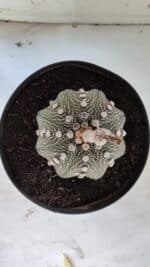 ASTROPHYTUM ASTERIAS STAR SHAPE Nº 129 – vaso 17 - Imagem 3