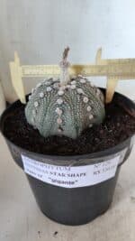 ASTROPHYTUM ASTERIAS STAR SHAPE Nº 129 – vaso 17 - Imagem 4