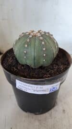 ASTROPHYTUM ASTERIAS STAR SHAPE Nº 363 – vaso 17 - Imagem 2