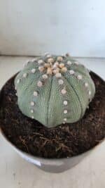 ASTROPHYTUM ASTERIAS STAR SHAPE Nº 363 – vaso 17 - Imagem 9