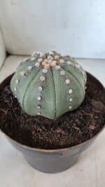 ASTROPHYTUM ASTERIAS STAR SHAPE Nº 363 – vaso 17 - Imagem 8