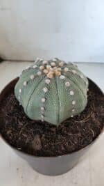 ASTROPHYTUM ASTERIAS STAR SHAPE Nº 363 – vaso 17 - Imagem 7