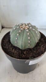 ASTROPHYTUM ASTERIAS STAR SHAPE Nº 363 – vaso 17 - Imagem 6