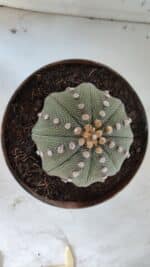 ASTROPHYTUM ASTERIAS STAR SHAPE Nº 363 – vaso 17 - Imagem 3