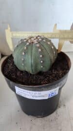 ASTROPHYTUM ASTERIAS STAR SHAPE Nº 363 – vaso 17 - Imagem 4