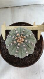 ASTROPHYTUM ASTERIAS STAR SHAPE Nº 363 – vaso 17