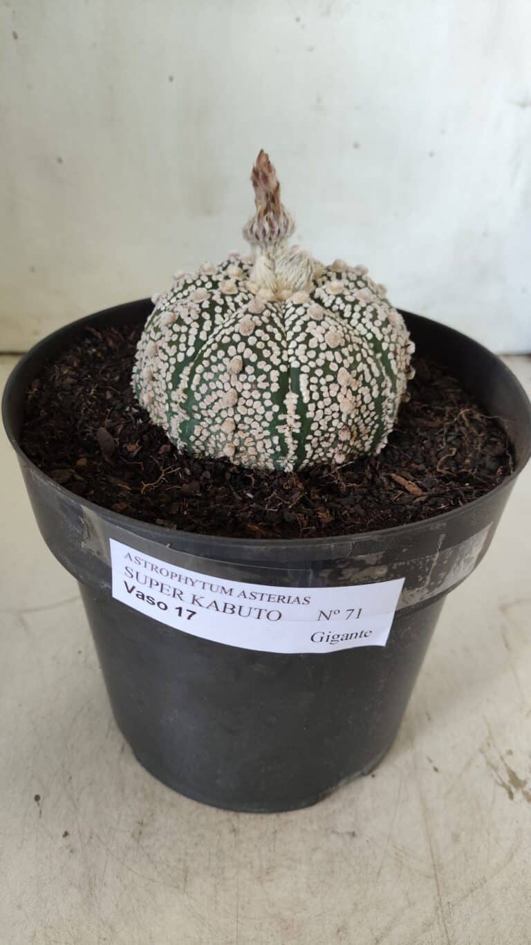MATRIZ ASTROPHYTUM ASTERIAS SUPER KABUTO Nº 71 – vaso 17