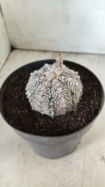 MATRIZ ASTROPHYTUM ASTERIAS SUPER KABUTO Nº 71 – vaso 17 - Imagem 6