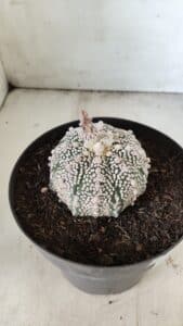 MATRIZ ASTROPHYTUM ASTERIAS SUPER KABUTO Nº 71 – vaso 17 - Imagem 8
