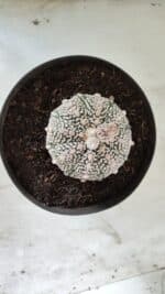 MATRIZ ASTROPHYTUM ASTERIAS SUPER KABUTO Nº 71 – vaso 17 - Imagem 3