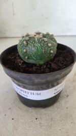 ASTROPHYTUM ASTERIAS  Nº 711 – vaso 11 - Imagem 2