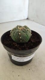 ASTROPHYTUM ASTERIAS  Nº 711 – vaso 11 - Imagem 10