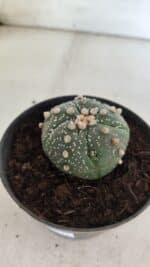 ASTROPHYTUM ASTERIAS  Nº 711 – vaso 11 - Imagem 9
