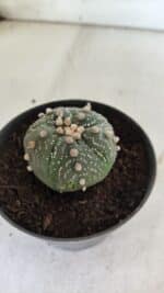 ASTROPHYTUM ASTERIAS  Nº 711 – vaso 11 - Imagem 8