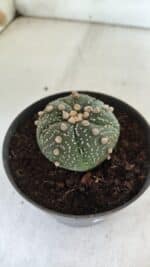 ASTROPHYTUM ASTERIAS  Nº 711 – vaso 11 - Imagem 7