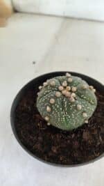 ASTROPHYTUM ASTERIAS  Nº 711 – vaso 11 - Imagem 6