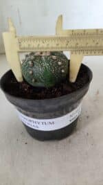 ASTROPHYTUM ASTERIAS  Nº 711 – vaso 11 - Imagem 4