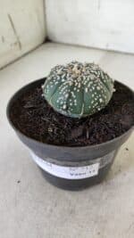 ASTROPHYTUM ASTERIAS  Nº 712 – vaso 11 - Imagem 11