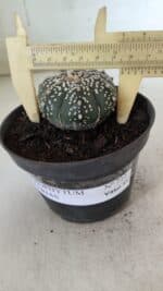 ASTROPHYTUM ASTERIAS  Nº 712 – vaso 11 - Imagem 6