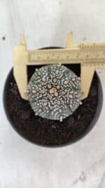 ASTROPHYTUM ASTERIAS  Nº 712 – vaso 11 - Imagem 7