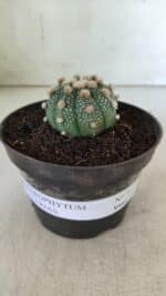 ASTROPHYTUM ASTERIAS  Nº 713 – vaso 11 - Imagem 2