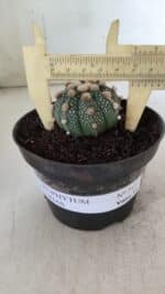 ASTROPHYTUM ASTERIAS  Nº 713 – vaso 11 - Imagem 4