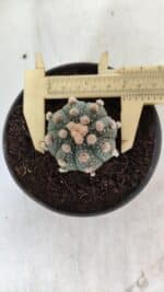 ASTROPHYTUM ASTERIAS  Nº 713 – vaso 11