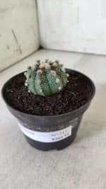 ASTROPHYTUM ASTERIAS  Nº 713 – vaso 11 - Imagem 11