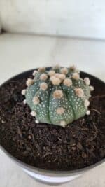 ASTROPHYTUM ASTERIAS  Nº 713 – vaso 11 - Imagem 10