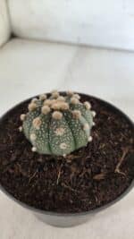 ASTROPHYTUM ASTERIAS  Nº 713 – vaso 11 - Imagem 9