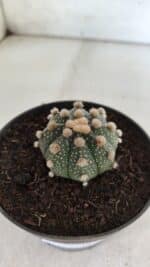 ASTROPHYTUM ASTERIAS  Nº 713 – vaso 11 - Imagem 7