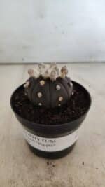 ASTROPHYTUM ASTERIAS “Purple”  Nº 818 – vaso 09 - Imagem 2