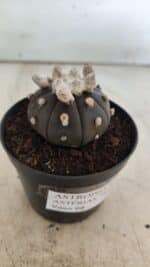 ASTROPHYTUM ASTERIAS “Purple”  Nº 818 – vaso 09 - Imagem 9