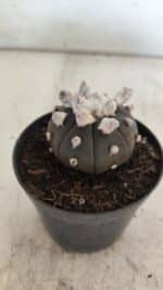 ASTROPHYTUM ASTERIAS “Purple”  Nº 818 – vaso 09 - Imagem 8