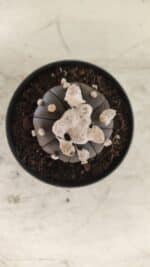 ASTROPHYTUM ASTERIAS “Purple”  Nº 818 – vaso 09 - Imagem 3