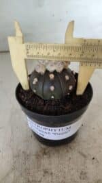 ASTROPHYTUM ASTERIAS “Purple”  Nº 818 – vaso 09