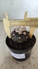 ASTROPHYTUM ASTERIAS “Purple”  Nº 818 – vaso 09 - Imagem 6