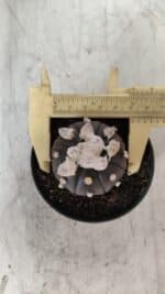 ASTROPHYTUM ASTERIAS “Purple”  Nº 818 – vaso 09 - Imagem 5