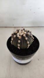 ASTROPHYTUM ASTERIAS “Purple”  Nº 820 – vaso 09 - Imagem 2