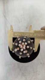 ASTROPHYTUM ASTERIAS “Purple”  Nº 820 – vaso 09 - Imagem 5