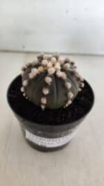 ASTROPHYTUM ASTERIAS “Purple”  Nº 820 – vaso 09 - Imagem 11