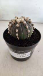 ASTROPHYTUM ASTERIAS “Purple”  Nº 820 – vaso 09 - Imagem 10