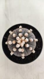 ASTROPHYTUM ASTERIAS “Purple”  Nº 820 – vaso 09 - Imagem 3