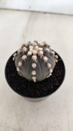 ASTROPHYTUM ASTERIAS “Purple”  Nº 820 – vaso 09 - Imagem 9