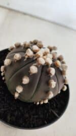 ASTROPHYTUM ASTERIAS “Purple”  Nº 820 – vaso 09 - Imagem 6